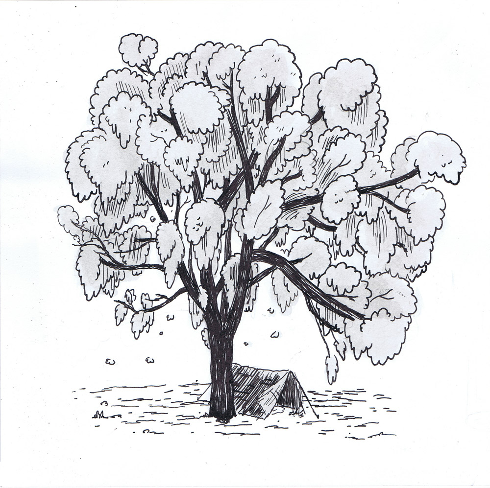Cotton wood Tree - Vice Illustration